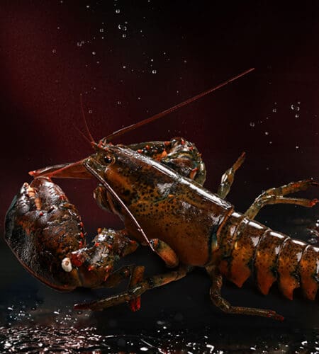 Which of these animals is closely related to a lobster?