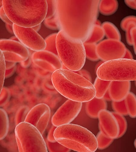 The average life cycle of a red blood cell is how many days?
