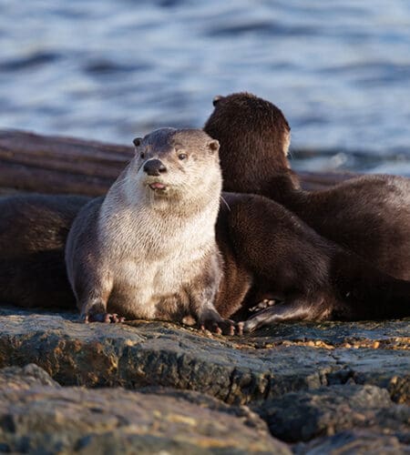 What is the largest member of the weasel family in the United States?